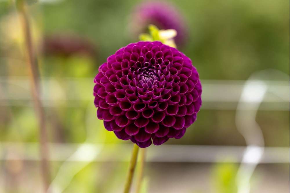 Dahlia 'Downham Royal'